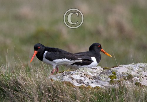 Pair Oystercatchers  DM1692